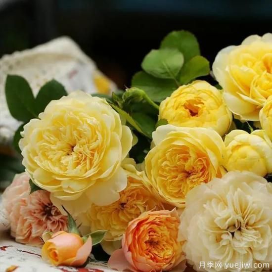 月季花友們，這些經(jīng)典月季品種你值得擁有(圖4)