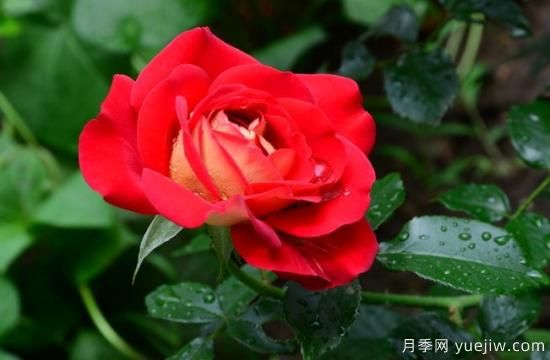 月季盲枝原因，月季盲枝解決方法(圖4)
