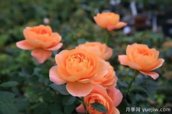 強烈推薦的11種月季花，陽臺變花園不是夢(圖1)