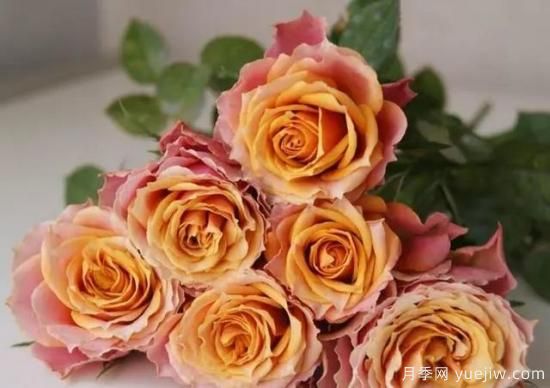 月季花友們，這些經(jīng)典月季品種你值得擁有(圖6)