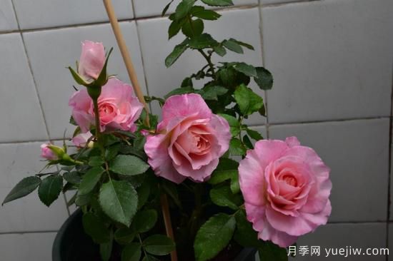 強烈推薦的11種月季花，陽臺變花園不是夢(圖3)