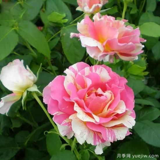 月季花友們，這些經(jīng)典月季品種你值得擁有(圖7)