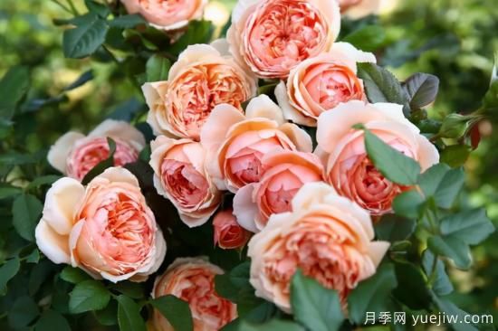 強烈推薦的11種月季花，陽臺變花園不是夢(圖2)
