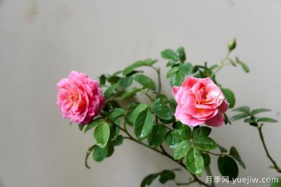 強烈推薦的11種月季花，陽臺變花園不是夢(圖4)