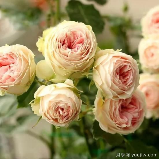 月季花友們，這些經(jīng)典月季品種你值得擁有(圖8)