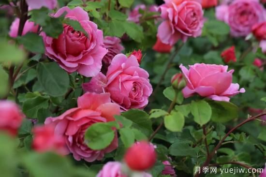 強烈推薦的11種月季花，陽臺變花園不是夢(圖5)