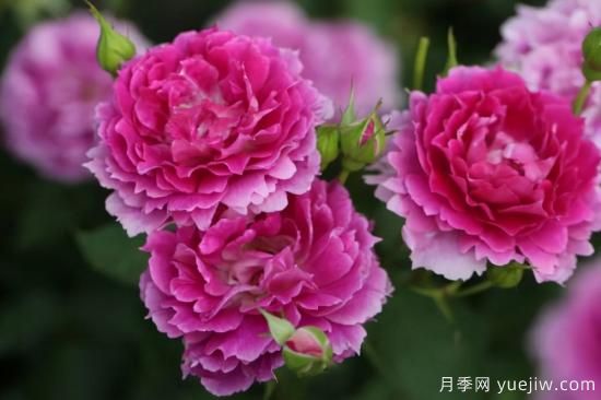 強烈推薦的11種月季花，陽臺變花園不是夢(圖6)