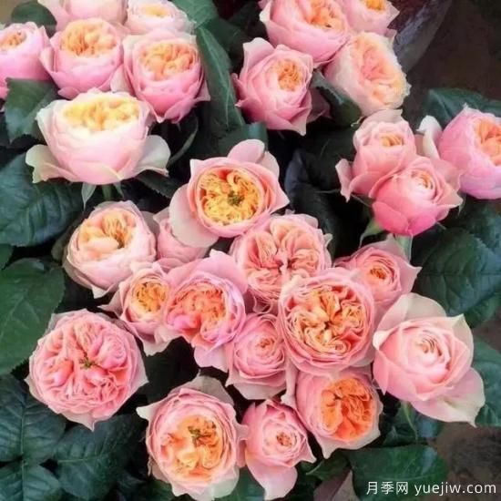 月季花友們，這些經(jīng)典月季品種你值得擁有(圖9)