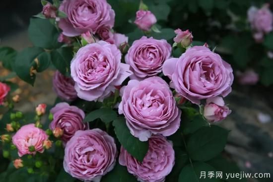 強烈推薦的11種月季花，陽臺變花園不是夢(圖7)