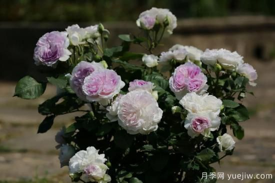 強烈推薦的11種月季花，陽臺變花園不是夢(圖8)