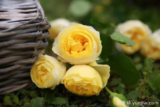 強烈推薦的11種月季花，陽臺變花園不是夢(圖9)