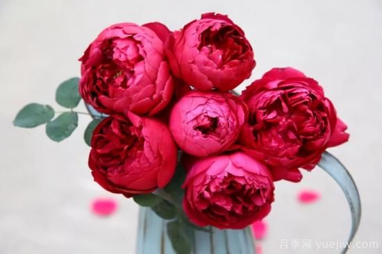 強烈推薦的11種月季花，陽臺變花園不是夢(圖10)