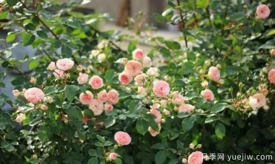 月季花友們，這些經(jīng)典月季品種你值得擁有(圖13)