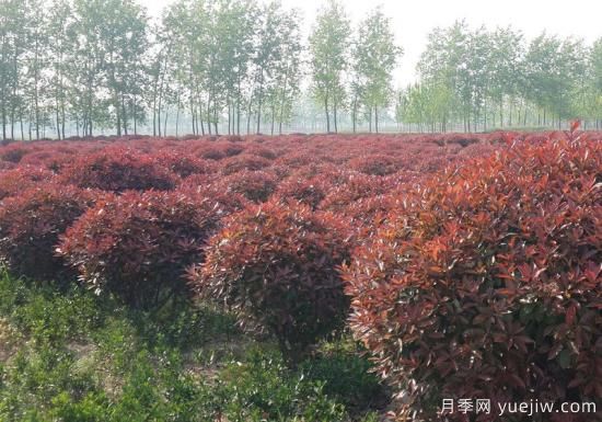 紅葉石楠在片植時部分死亡是什么原因？(圖1)