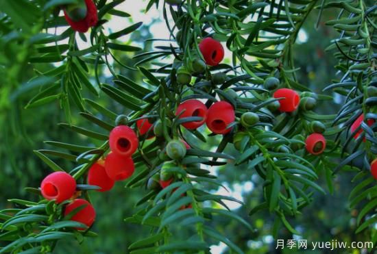 紅豆杉價格多少錢一棵？南陽紅豆杉樹苗價格(圖1)