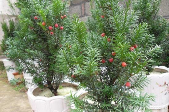 紅豆杉價格多少錢一棵？南陽紅豆杉樹苗價格(圖2)
