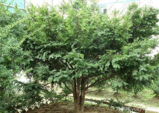 紅豆杉價格多少錢一棵？南陽紅豆杉樹苗價格(圖3)
