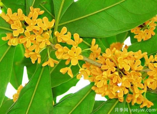 影響桂花樹(shù)開(kāi)花的因素有哪些？(圖1)