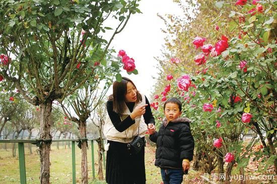 美麗的南陽(yáng)十一月，月季繽紛季季春(圖3)