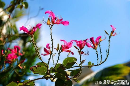 廣州常見花木，花城看花都看什么花(圖2)