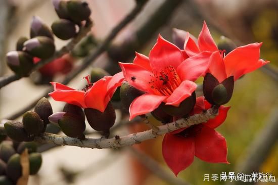 廣州常見花木，花城看花都看什么花(圖4)