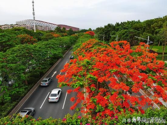 廣州常見花木，花城看花都看什么花(圖6)