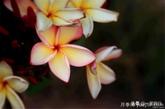 廣州常見花木，花城看花都看什么花(圖10)