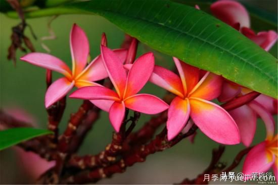 廣州常見花木，花城看花都看什么花(圖9)