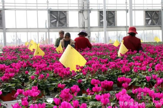 揚(yáng)州高郵：每天發(fā)貨30萬株，花工廠綻放鄉(xiāng)村振興致富花(圖1)