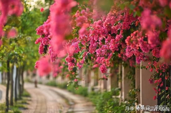 廣州常見花木，花城看花都看什么花(圖12)