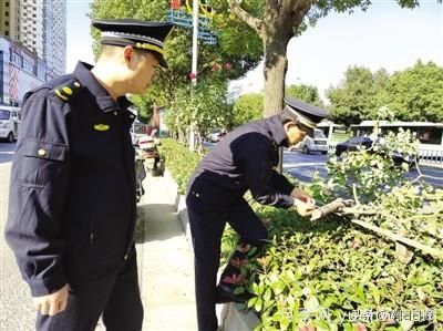 南陽(yáng)中州路綠化帶樹(shù)狀月季遭腰斬 是誰(shuí)辣手摧花？(圖1)