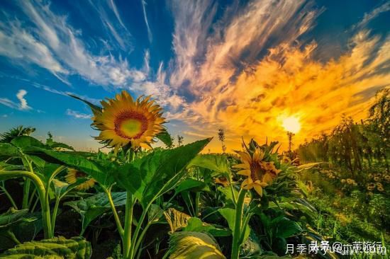 廣州常見花木，花城看花都看什么花(圖13)