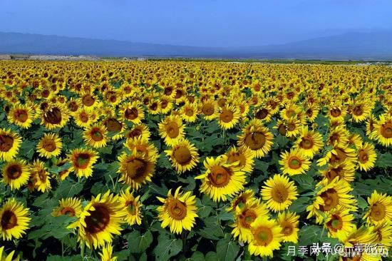 廣州常見花木，花城看花都看什么花(圖14)