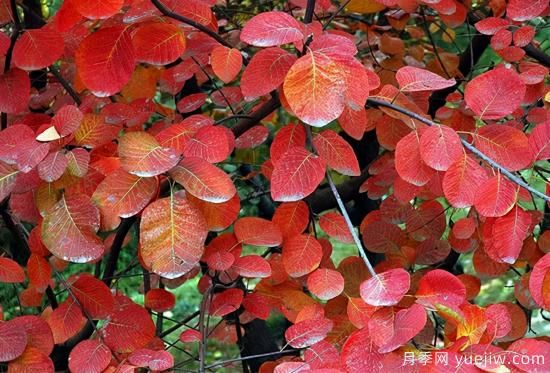 無花勝有花，這7種秋色葉樹種簡直美炸天(圖3)
