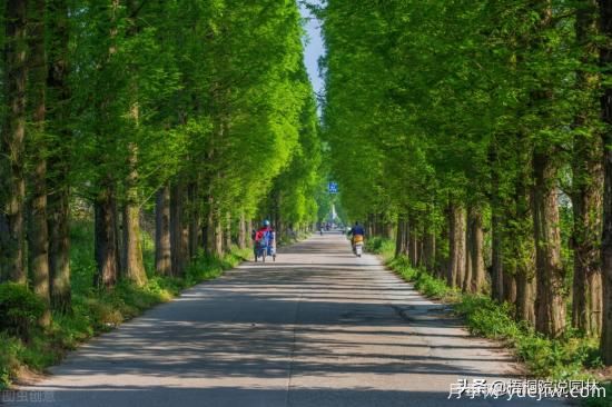 12種常見的行道樹樹種，你家鄉(xiāng)的行道樹是什么(圖1)
