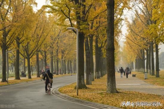 12種常見的行道樹樹種，你家鄉(xiāng)的行道樹是什么(圖2)