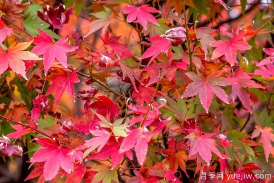 8種具有秋日風(fēng)情的觀賞苗木，五顏六色和花媲美(圖1)