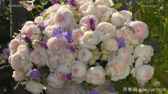 推薦7個顏值能打抗性超群的粉色灌木月季(圖2)