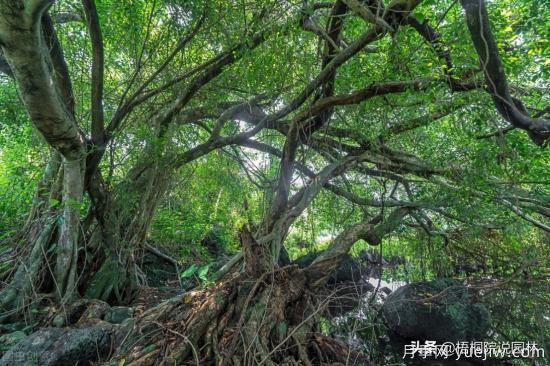 12種常見的行道樹樹種，你家鄉(xiāng)的行道樹是什么(圖11)