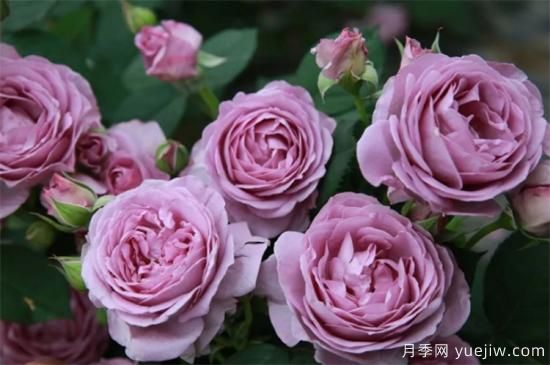 推薦6個勤花且抗病性強(qiáng)的經(jīng)典品種月季(圖1)