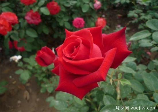 推薦6個勤花且抗病性強(qiáng)的經(jīng)典品種月季(圖2)