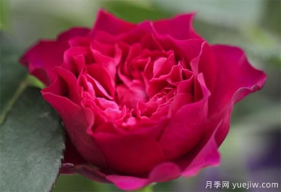 推薦6個勤花且抗病性強(qiáng)的經(jīng)典品種月季(圖3)