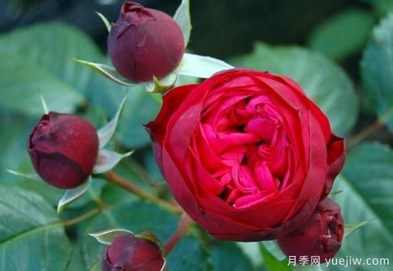 推薦6個勤花且抗病性強(qiáng)的經(jīng)典品種月季(圖4)