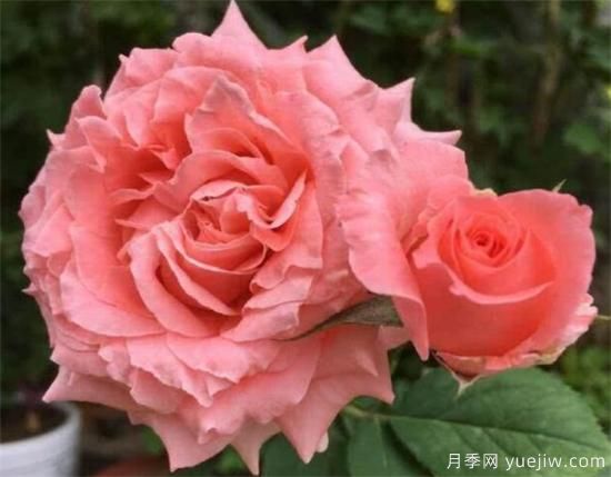 推薦6個勤花且抗病性強(qiáng)的經(jīng)典品種月季(圖6)