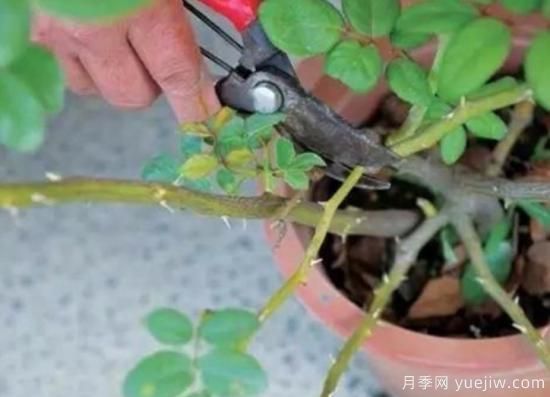 天冷了就給月季修剪？月季具體修剪的時間和方法(圖1)