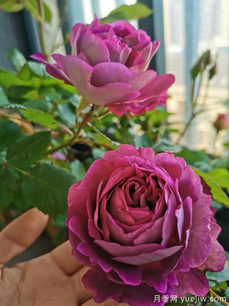 哈德斯菲爾德合唱團(tuán)月季，又美又香陽臺上養(yǎng)棵四季賞花(圖2)