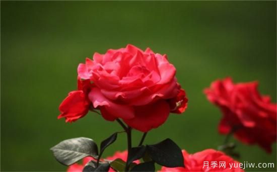 熱門10種月季，開成花海開成瀑布開花不斷(圖1)