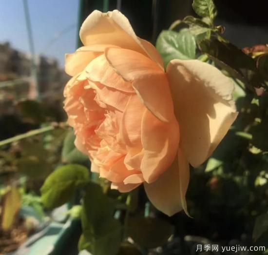 廣東陽臺黨必入5種月季，耐熱又好養(yǎng)(圖1)