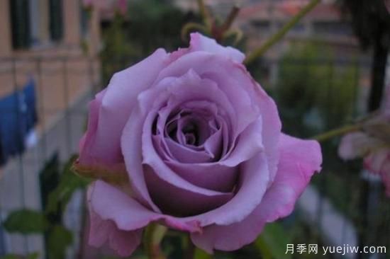 熱門10種月季，開成花海開成瀑布開花不斷(圖2)