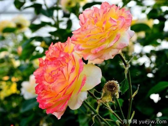 熱門10種月季，開成花海開成瀑布開花不斷(圖3)